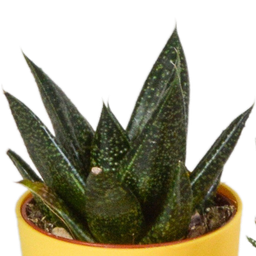 House of cactus Gasteria/Haworthia mix 5,5cm - 5x - in gekleurde plasticpot (8720618070449)