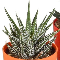 House of cactus Gasteria/Haworthia mix 5,5cm - 5x - in gekleurde plasticpot (8720618070449)