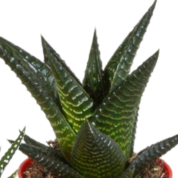 House of cactus Gasteria/Haworthia mix 5,5cm - 5x - in gekleurde plasticpot (8720618070449)