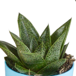 House of cactus Gasteria/Haworthia mix 5,5cm - 5x - in gekleurde plasticpot (8720618070449)