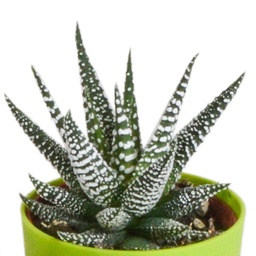 House of cactus Gasteria/Haworthia mix 5,5cm - 5x - in gekleurde plasticpot (8720618070449)