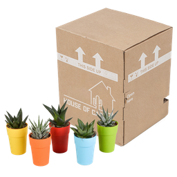 House of cactus Gasteria/Haworthia mix 5,5cm - 5x - in gekleurde plasticpot (8720618070449)