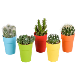 House of cactus Cactus mix 5.5 cm - 5x - in gekleurde plasticpot (8720618070425)