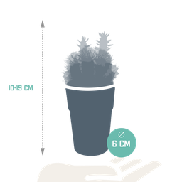 House of cactus Cactus mix 5.5 cm - 5x - in gekleurde plasticpot (8720618070425)
