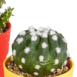 House of cactus Cactus mix 5.5 cm - 5x - in gekleurde plasticpot (8720618070425)