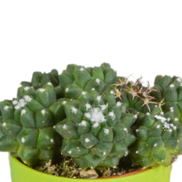 House of cactus Cactus mix 5.5 cm - 5x - in gekleurde plasticpot (8720618070425)