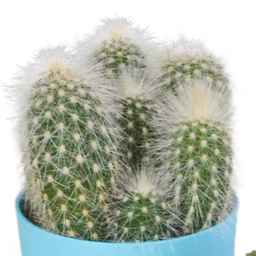 House of cactus Cactus mix 5.5 cm - 5x - in gekleurde plasticpot (8720618070425)