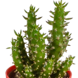 House of cactus Cactus mix 5.5 cm - 5x - in gekleurde plasticpot (8720618070425)