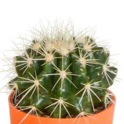House of cactus Cactus mix 5.5 cm - 5x - in gekleurde plasticpot (8720618070425)