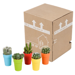 House of cactus Cactus mix 5.5 cm - 5x - in gekleurde plasticpot (8720618070425)