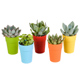 House of cactus Vetplanten mix 5.5 cm - 5x - in gekleurde plasticpot (8720618070432)