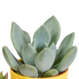 House of cactus Vetplanten mix 5.5 cm - 5x - in gekleurde plasticpot (8720618070432)