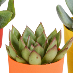 House of cactus Vetplanten mix 5.5 cm - 5x - in gekleurde plasticpot (8720618070432)