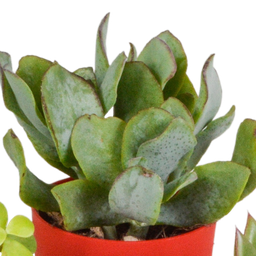 House of cactus Vetplanten mix 5.5 cm - 5x - in gekleurde plasticpot (8720618070432)