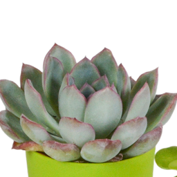 House of cactus Vetplanten mix 5.5 cm - 5x - in gekleurde plasticpot (8720618070432)