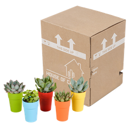 House of cactus Vetplanten mix 5.5 cm - 5x - in gekleurde plasticpot (8720618070432)
