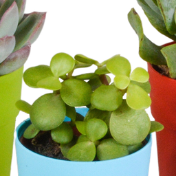 House of cactus Vetplanten mix 5.5 cm - 5x - in gekleurde plasticpot (8720618070432)