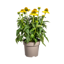 Echinacea Purpurea Yellow Ø19cm - ↕60 (49986)