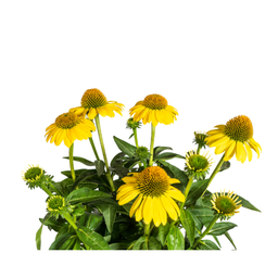 Echinacea Purpurea Yellow Ø19cm - ↕60 (49986)