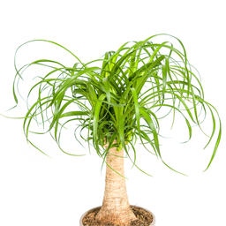 Beaucarnea Recurvata Stam Ø17cm - ↕40 (4250308312619)