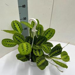 Maranta Leuconeura 'Fascinator' Lemon Lime Hangpot (49925)
