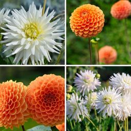 Flowerbulbs amsterdam Mix Orange Pride, 6 Dahlia Playa Blanca & 6 Dahlia Ralphie knollen voor 2 m² (8720938490736)