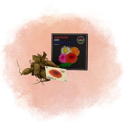 Flowerbulbs amsterdam 24 dahlia heatwave knollen voor 4 m², grote dieprode bloemen (8720938490705)