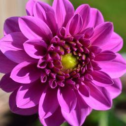 Flowerbulbs amsterdam 24 dahlia blue bell knollen voor 4 m², grote brede bloembladen (8720938490729)