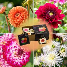 Flowerbulbs amsterdam Luxe Box Medium, set van 4 Dutch dahlia's, 2 boxen voor ruim 1 m² (8720938490545)