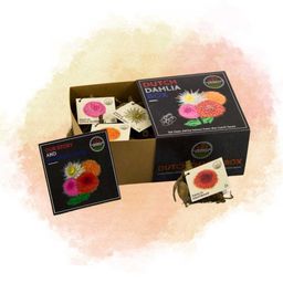 Flowerbulbs amsterdam Luxe Box Medium, set van 4 Dutch dahlia's, 2 boxen voor ruim 1 m² (8720938490545)