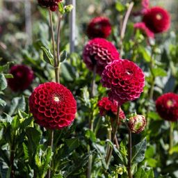 Flowerbulbs amsterdam 24 dahlia natal knollen voor 4 m², prachtige kogelronde bloemen (8720938490637)