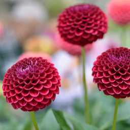 Flowerbulbs amsterdam 24 dahlia natal knollen voor 4 m², prachtige kogelronde bloemen (8720938490644)