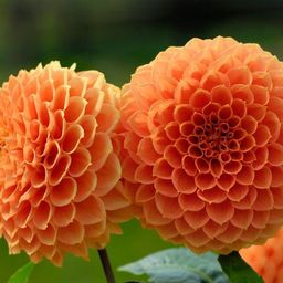 Flowerbulbs amsterdam 24 dahlia ralphie knollen voor 4 m², glinsterende oranje bloemen (8720938490606)