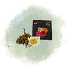 Flowerbulbs amsterdam 24 dahlia seattle knollen voor 4 m², grootbloemige uitstraling (8720938490620)