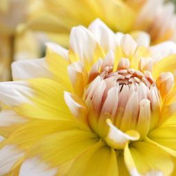 Flowerbulbs amsterdam 24 dahlia seattle knollen voor 4 m², grootbloemige uitstraling (8720938490620)