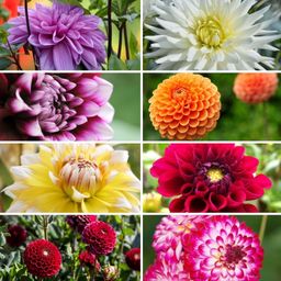 Flowerbulbs amsterdam Super Mix - 2x pakket van 8 verschillende dahlia's, 16 stuks in totaal, 2,5 m² dahlia plezier (8720938490583)