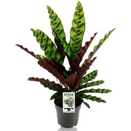 Calathea Lancifolia Insignis (28896)