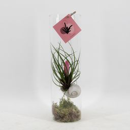 Tillandsia Cyanea - Ø11 ↕38 (12566)
