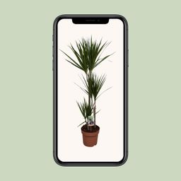Dracaena Marginata (9683)