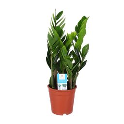 Zamioculcas Zamiifolia (15887)