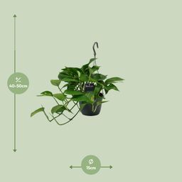 Scindapsus (Epipremnum) (12466)
