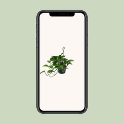 Scindapsus (Epipremnum) (12466)