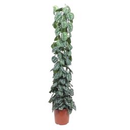 Scindapsus Pictus Trebie gaasrek - 160 cm - ø27 (8721055691631)