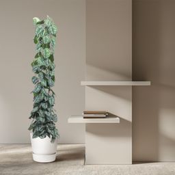 Scindapsus Pictus Trebie gaasrek - 160 cm - ø27 (8721055691631)