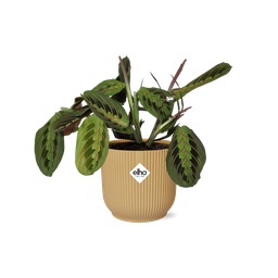 Maranta Leuconeura ‘Fascinator’ Tricolor in ELHO Vibes Fold 14cm geel (21684)