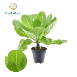 Brighamia Insignis 'Hawaii Palm' P12 (30040)