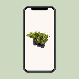 Aglaonema Spring Red (16652)