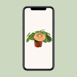 Pilea Peperomioides - Ø12 ↕20 (12898)