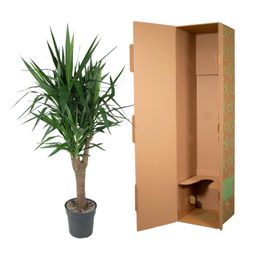 Yucca Elephantipe vertakt - 150 cm - ø31 (8721055692973)
