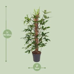 Philodendron Pedatum (12111)